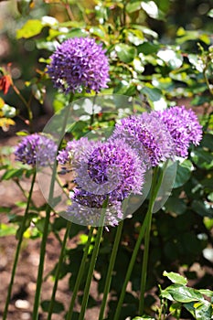 Giant onion flowers, or Allium giganteum, in a garden