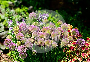 Giant onion, ornamental onion,alliums, coleus flowers in summer garden