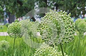 Giant onions Allium Giganteum after flowering. Fruits of ornamental onions. Seeds of gigantic onions