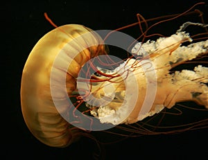 Giant orange jellyfish