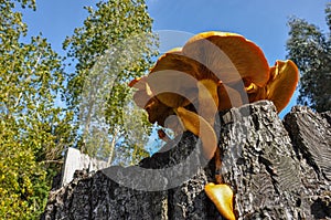 Giant Orange mushroom, near Puerto Varas, Chile