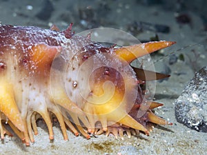 Giant Orange Sea Cucumber