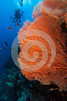 Giant orange sea fan Annella mollis with silhouettes of divers