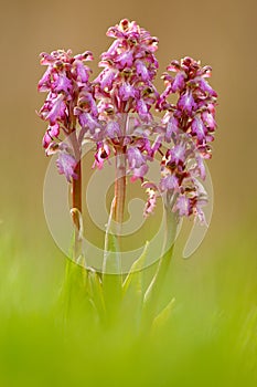 Giant Orchid, Barlia robertiana, lowering European terrestrial wild orchid, nature habitat, detail of bloom, green clear backgroun