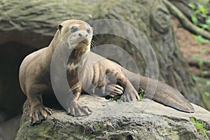 Giant otter