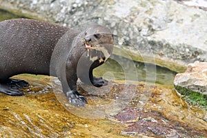 Giant otter