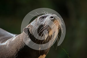 Giant otter