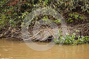 Giant Otter Den along Riverbank