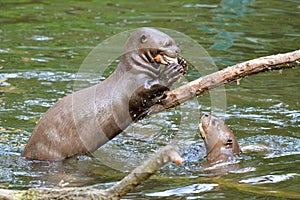 Giant otter eating a fish