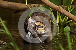 A giant otter eating a fish in the Pantanal, Brazil