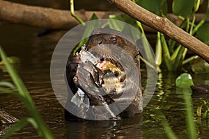 A giant otter eating a fish in the Pantanal, Brazil photo