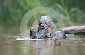 Giant otter eating fish in water