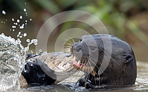 Giant Otter eating fish in the water. Giant River Otter, Pteronura brasiliensis. Natural habitat. Brazil