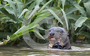Giant Otter eating fish in the water. Green natural background. Giant River Otter, Pteronura brasiliensis.