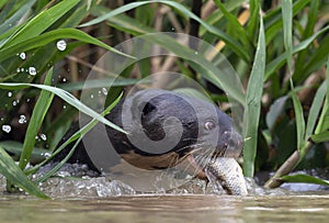 Giant Otter eating fish in the water. Green natural background. Giant River Otter, Pteronura brasiliensis