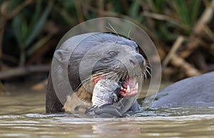 Giant Otter eating fish in the water. Green natural background. Giant River Otter, Pteronura brasiliensis. Natural habitat. Brazil