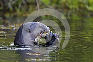 Giant Otter eating a fish in the water, Pantanal Wetlands, Mato Grosso, Brazil