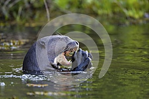 Giant Otter eating a fish in the water, Pantanal Wetlands, Mato Grosso, Brazil