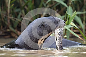 Giant Otter eating fish in the water. Side view.