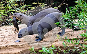 Giant Otter family with kit