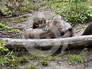 Giant Otter family, Pteronura brasiliensis, plays on the grass
