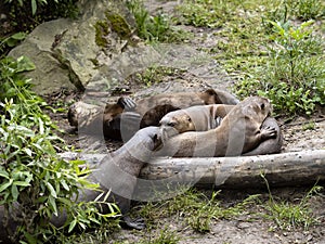 Giant Otter family, Pteronura brasiliensis, plays on the grass