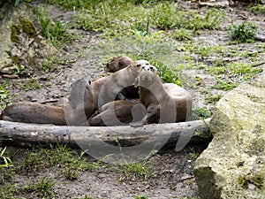 Giant Otter family, Pteronura brasiliensis, plays on the grass