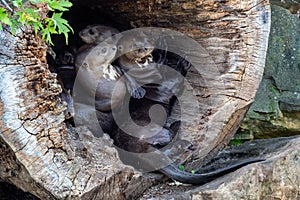 The Giant Otter family, Pteronura brasiliensis in a tree trunk