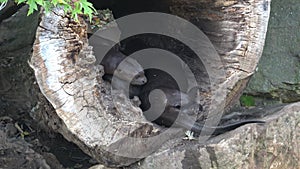The Giant Otter family, Pteronura brasiliensis in a tree trunk