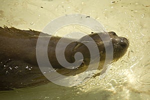Giant otter, giant river otter Pteronura brasiliensis.