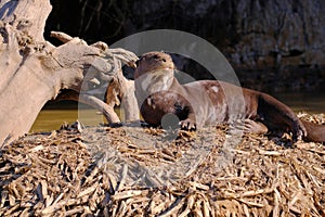 Giant Otter or Giant River Otter, Pteronura Brasiliensis, Cuiaba River, near Porto Jofre, Pantanal, Brazil