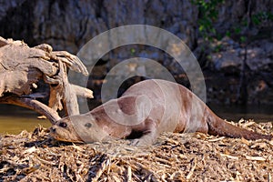 Giant Otter or Giant River Otter, Pteronura Brasiliensis, Cuiaba River, near Porto Jofre, Pantanal, Brazil