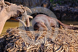 Giant Otter or Giant River Otter, Pteronura Brasiliensis, Cuiaba River, near Porto Jofre, Pantanal, Brazil
