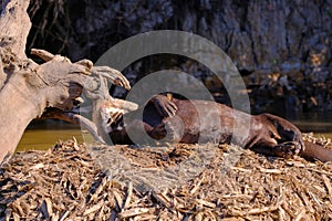 Giant Otter or Giant River Otter, Pteronura Brasiliensis, Cuiaba River, near Porto Jofre, Pantanal, Brazil
