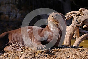 Giant Otter or Giant River Otter, Pteronura Brasiliensis, Cuiaba River, near Porto Jofre, Pantanal, Brazil photo