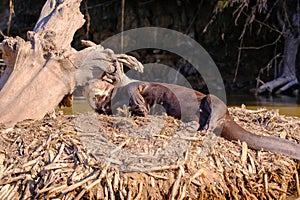 Giant Otter or Giant River Otter, Pteronura Brasiliensis, Cuiaba River, near Porto Jofre, Pantanal, Brazil photo