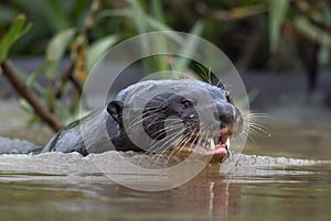 Giant Otter with open mouth swimming in the water. Giant River Otter, Pteronura brasiliensis.