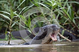 Giant Otter with open mouth swimming in the water. Giant River Otter, Pteronura brasiliensis.