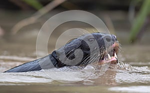 Giant Otter with open mouth swimming in the water. Giant River Otter, Pteronura brasiliensis.