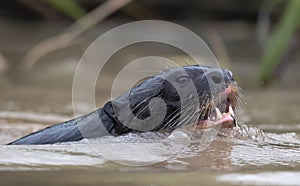 Giant Otter with open mouth swimming in the water. Giant River Otter, Pteronura brasiliensis. Natural habitat. Brazil