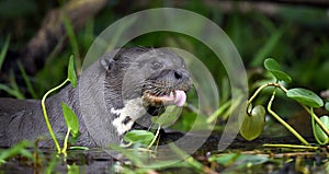 Giant otter with open mouth and tongue out. Giant River Otter, Pteronura brasiliensis.