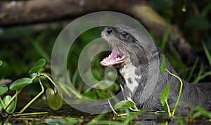 Giant otter with open mouth in the water. Giant River Otter, Pteronura brasiliensis