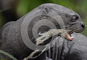 Giant otter with open mouth in the water. Giant River Otter, Pteronura brasiliensis