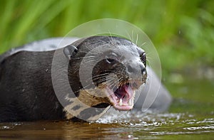 Giant otter with open mouth in the water. Giant River Otter, Pteronura brasiliensis. Natural habitat. Brazil