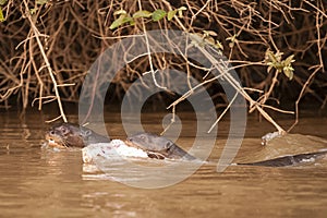 Giant Otter Pair Swimming with Food