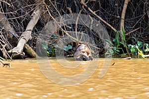 Giant otter from Pantanal, Brazil