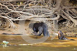 Giant otter from Pantanal, Brazil