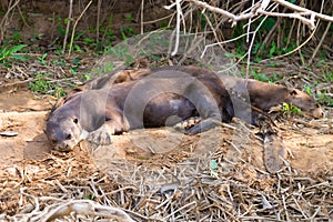 Giant otter from Pantanal, Brazil