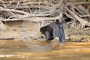 Giant otter from Pantanal, Brazil