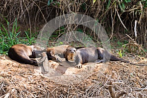 Giant otter from Pantanal, Brazil